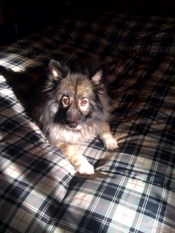 MyKee on her human's bed, 2009.