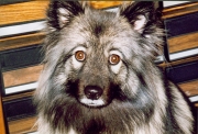 Mykee in her youth, circa 2001.