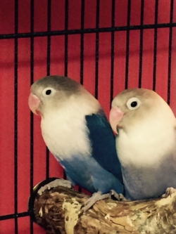 Gustav and Alma Mahler, August 2015.