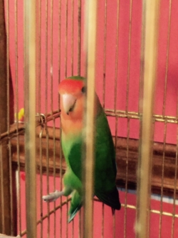 Papageno without Papagena, August 2015.