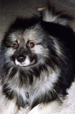 Imelda on the alert, late 1980s.
