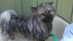 KeeWee Bathing Beauty.
