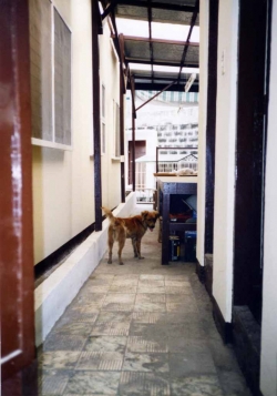 Lucky, a native dog in Manila, circa 1980s.