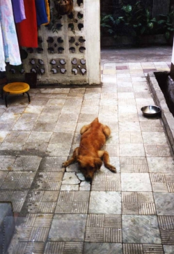 Another one of Lucky, a native dog, circa 1980s.