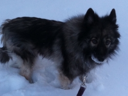 Mykee in winter, 2010.