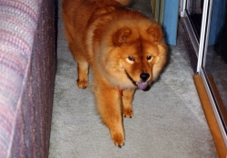 Brother Peter's chow in Florida, circa early 1990s.