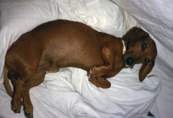 Siegfried in repose, 1986.