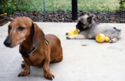 Siegfried and Imelda in backyard, 1985.