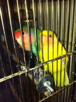 Papageno and Papagena, the lovebirds.